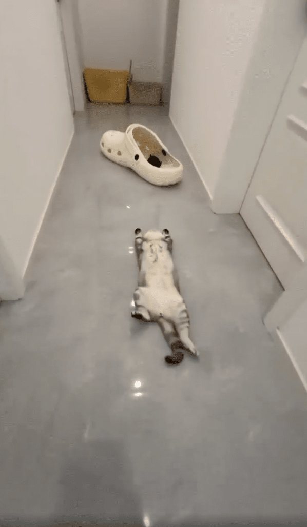 출처:Reddit / 바닥에 누워있는 고양이