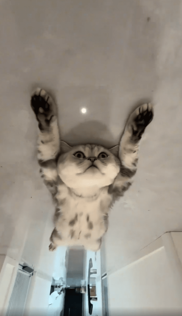 출처:Reddit / 바닥에 누워있는 고양이