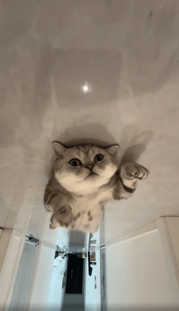 출처:Reddit / 바닥에 누워있는 고양이