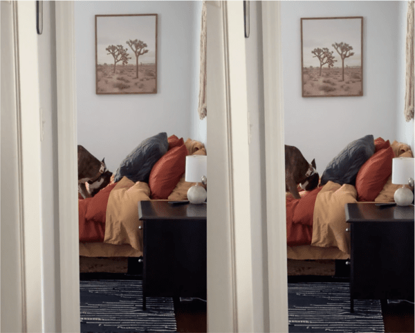 출처: Reddit / 침대 속에 뭔가 하고 있는 강아지