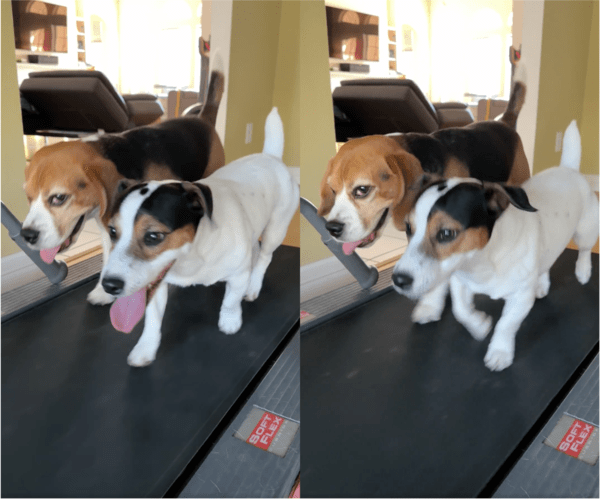 출처: Reddit / 러닝머신 뛰는 강아지들