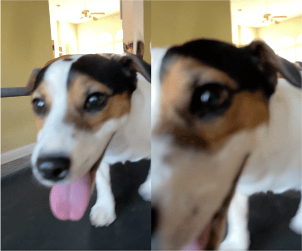 출처: Reddit / 주인이 좋아 다가오는 흰 강아지