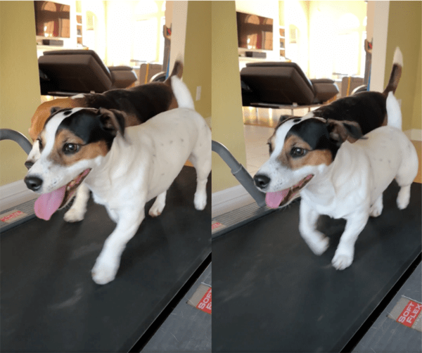 출처: Reddit / 점점 속도가 느려지는 검은 강아지