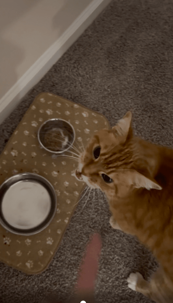 출처 : Reddit / 밥이 없다고 생각하는 고양이