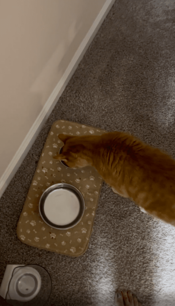 출처 : Reddit / 밥 먹기 시작한 고양이