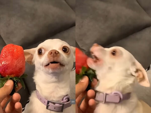 출처 : Youtube @eviatarozeri / 화가 많이 나 딸기를 물려는 치와와