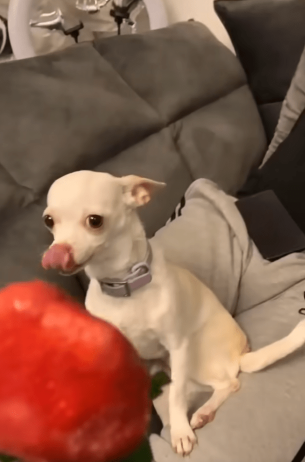 출처 : Youtube @eviatarozeri / 치워진 딸기를 보고 입맛 다시는 치와와