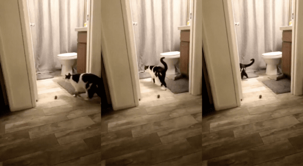 출처 : Reddit / 공을 지나쳐 어디론가 가버리는 고양이