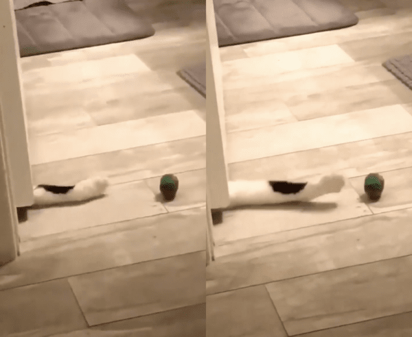 출처 : Reddit / 문 밑에서 앞발을 뻗어 공을 집으려는 고양이