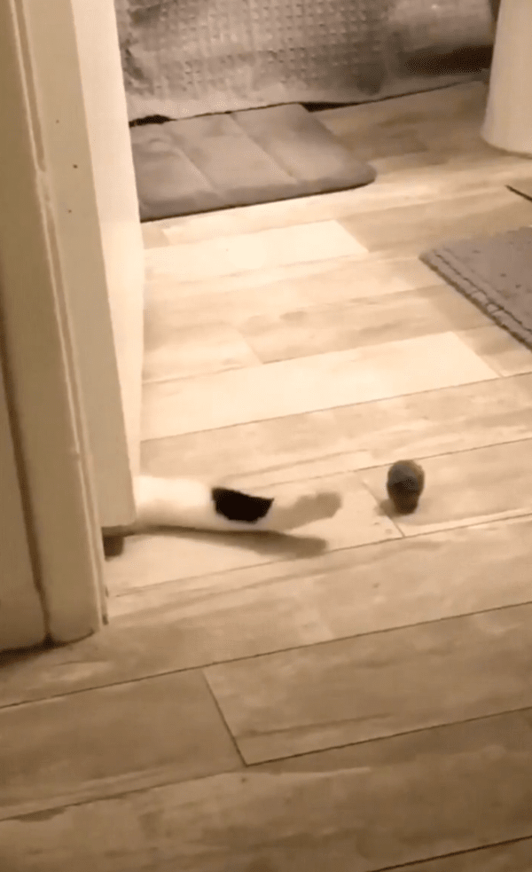 출처 : Reddit / 앞발을 뻗어보지만, 공에 닿지 않는 고양이