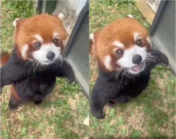 출처: Reddit / 두 발로 서있는 레서판다