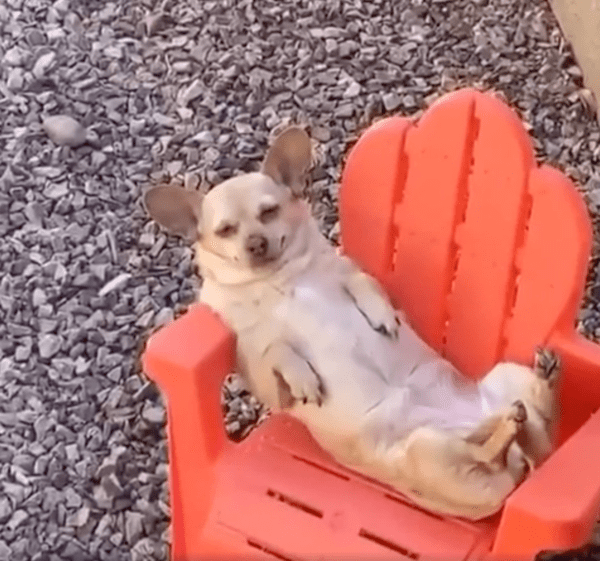 출처 : Reddit / 미소를 짓고 있는 것처럼 보이는 치와와