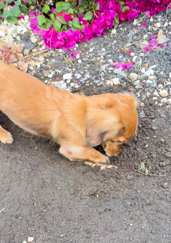 출처: Reddit / "보물, 꼭 찾고 말겠어!"