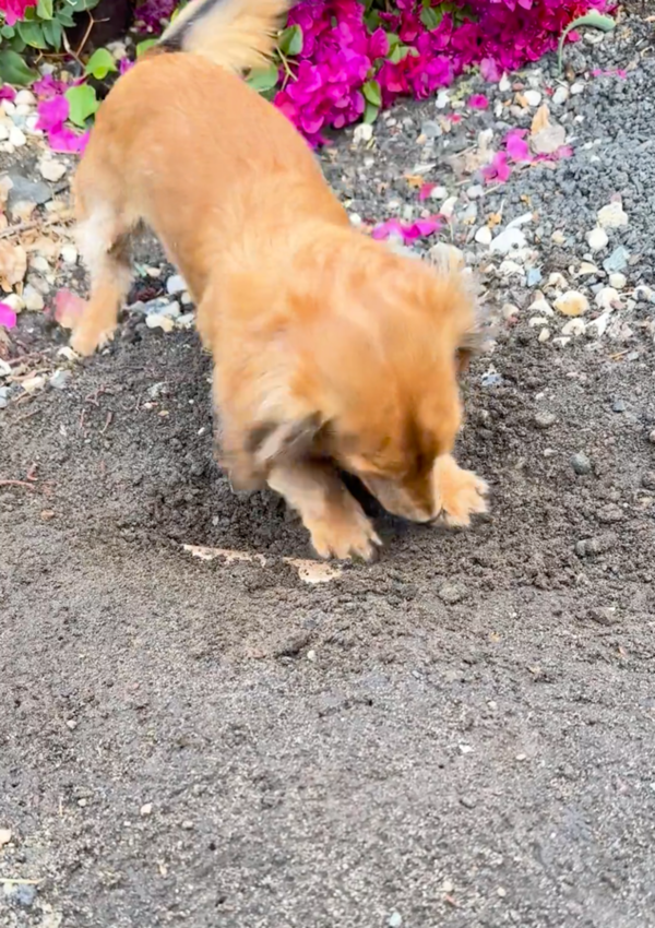 출처: Reddit / 열심히 땅을 파는 닥스훈트