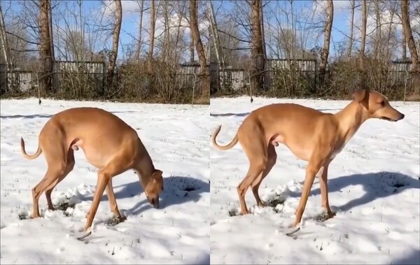 출처: Reddit / 눈이 싫은 강아지