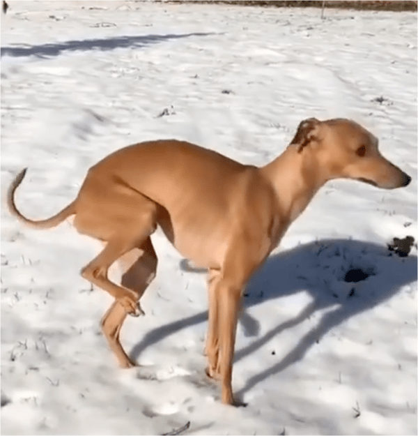 출처: Reddit / 눈에 발 내려놓기 싫어하는 강아지