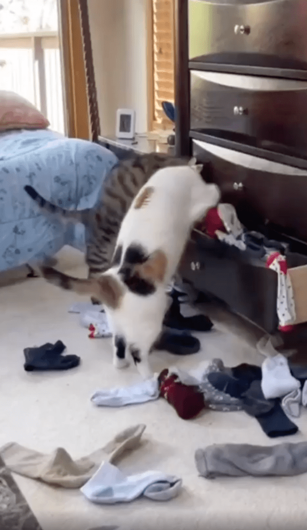 출처 : Reddit / 양말 서랍을 뒤지고 있는 고양이들