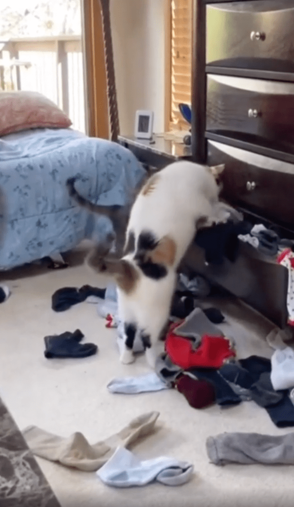 출처 : Reddit / 계속해서 양말을 찾고 있는 고양이들