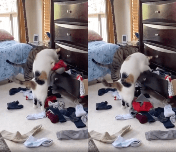 출처 : Reddit / 제발 이 소란이 끝났으면 하는 주인의 마음