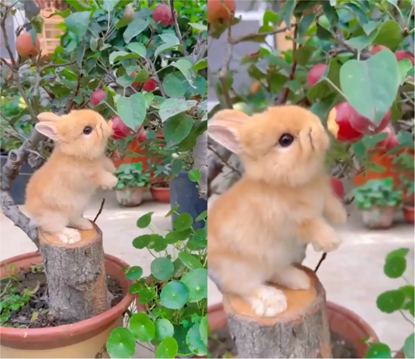 출처: Reddit / 열매 먹는 아기 토끼