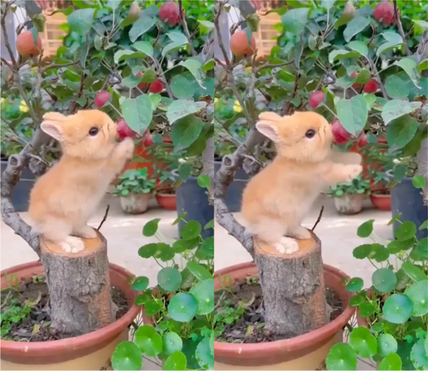 출처: Reddit / 앞발로 열매 잡으려했는데 실패한 아기 토끼