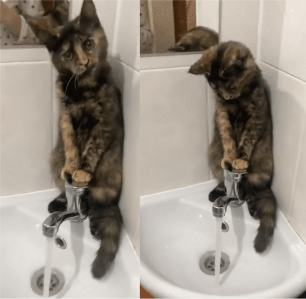 출처: Reddit / "오늘은 내가 조수할게"