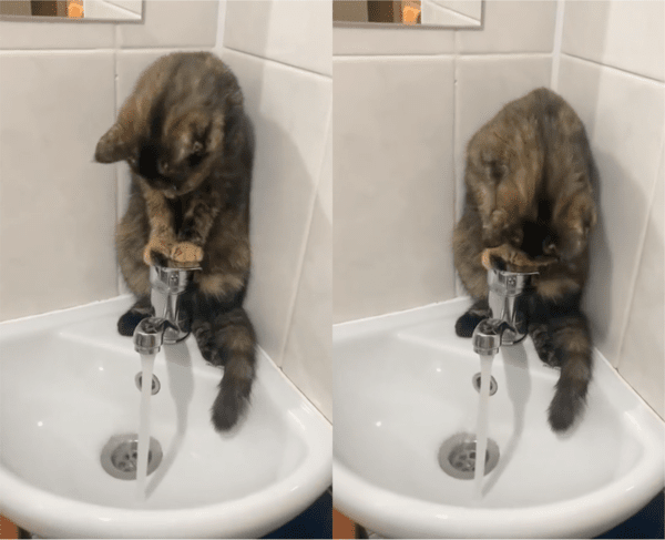 출처: Reddit / 물을 살피는 고양이