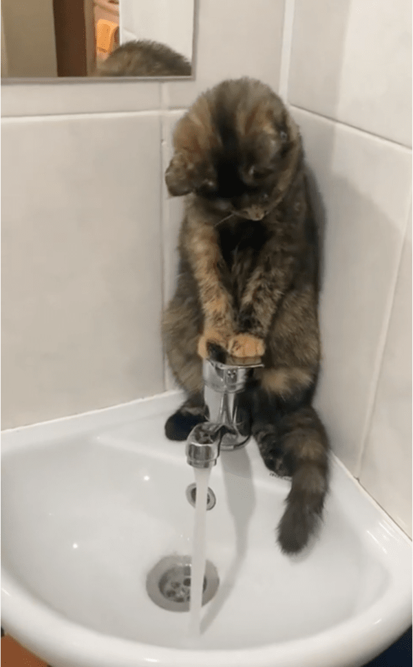 출처: Reddit / 수도꼭지의 물을 바라보는 고양이