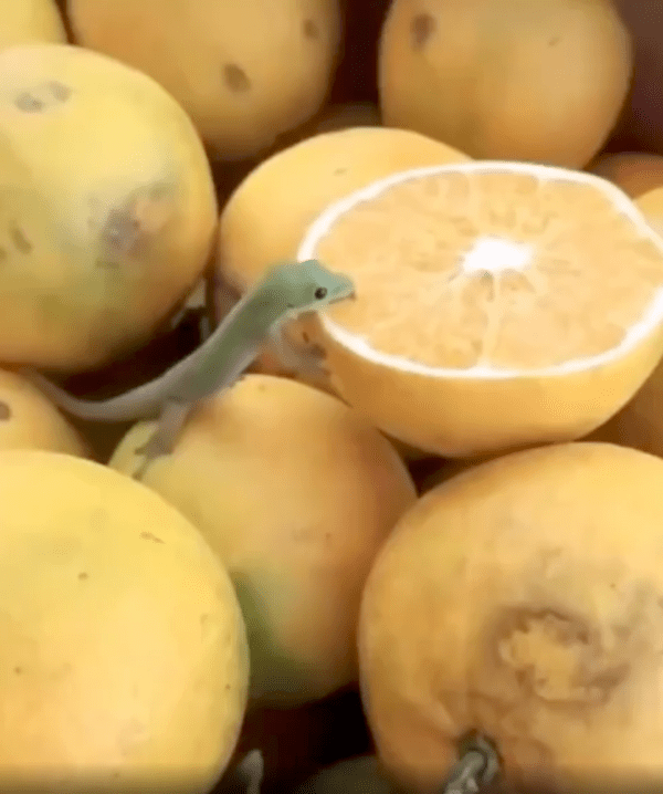 출처 : Reddit / 자몽을 핥고 있는 게코 도마뱀