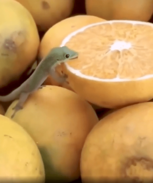 출처 : Reddit / 혀를 더 날름거리는 듯한 게코 도마뱀