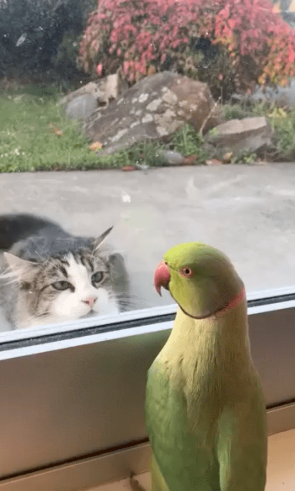 출처 : Reddit / 창문 밖에 있는 고양이와 놀고 싶은 앵무새