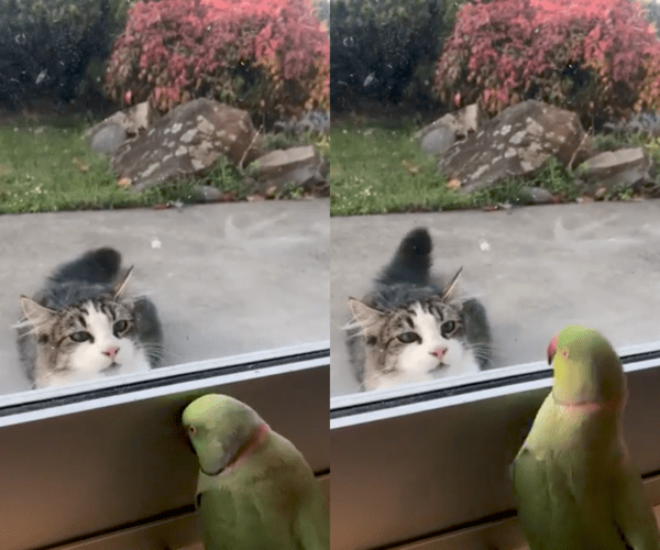 출처 : Reddit / 약 올리는 것 같으면서 아닌 듯한 앵무새의 모습