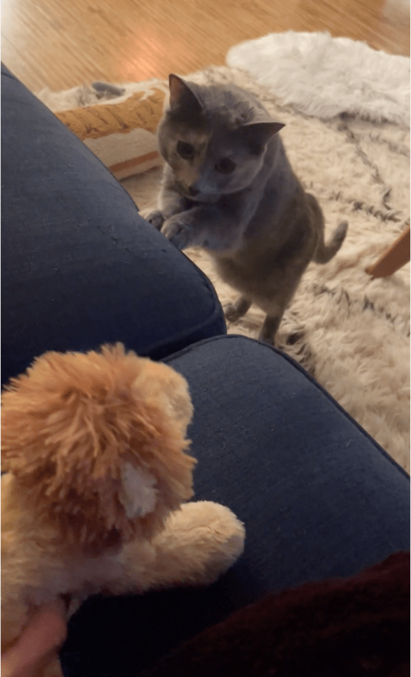 출처: Reddit / 인형을 살피는 고양이