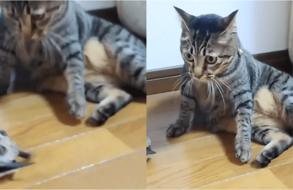출처: Reddit / 그런 거북이를 보고 놀란 고양이
