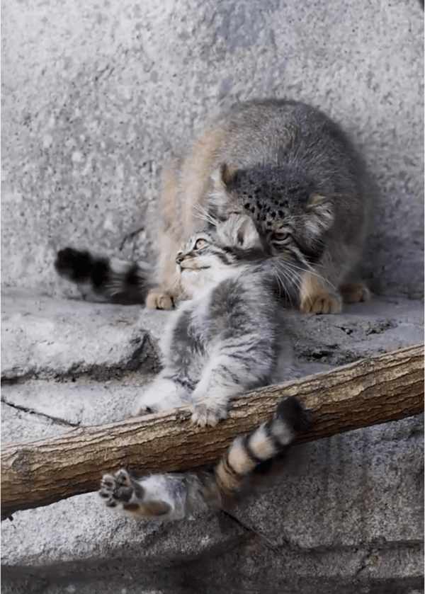 출처: Reddit / 가지 않기 위해 버티는 아기 고양이