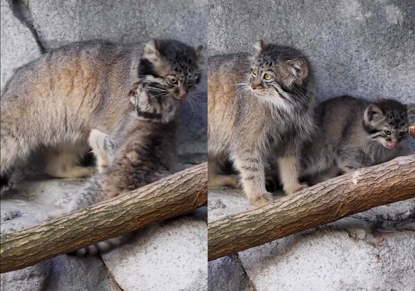 출처: Reddit / 결국 어미 고양이에게 끌려간 아기 고양이
