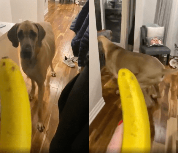 출처 : Reddit / 맛있어 보이는 바나나도 너무 싫은 듯한 대형견