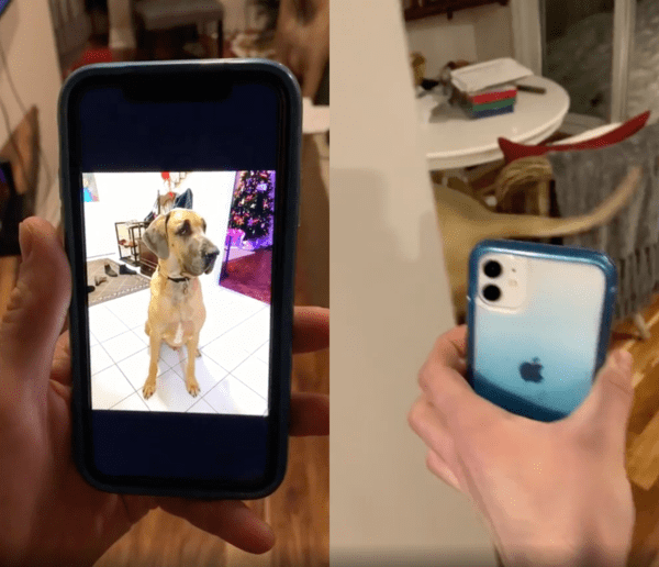 출처 : Reddit / 핸드폰의 자기 모습조차 너무 무서운 대형견