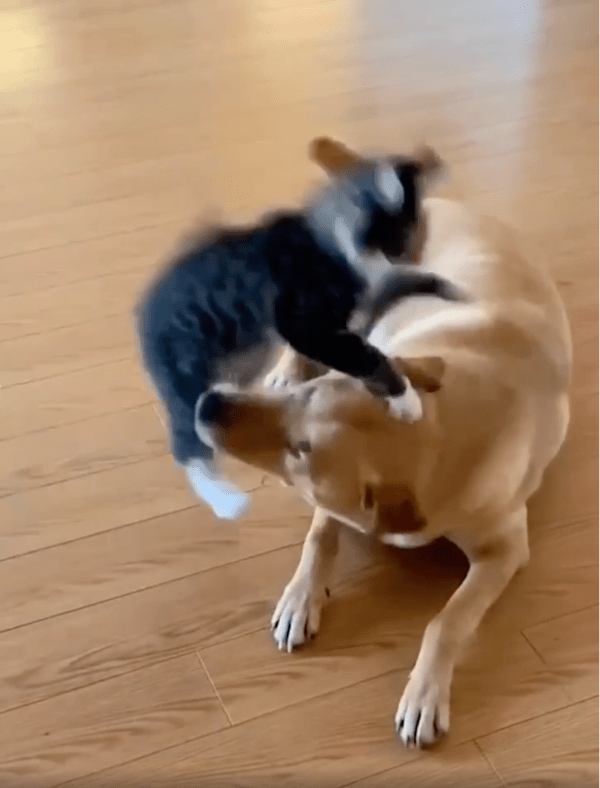 출처: Reddit / 참지 않고 달려드는 고양이