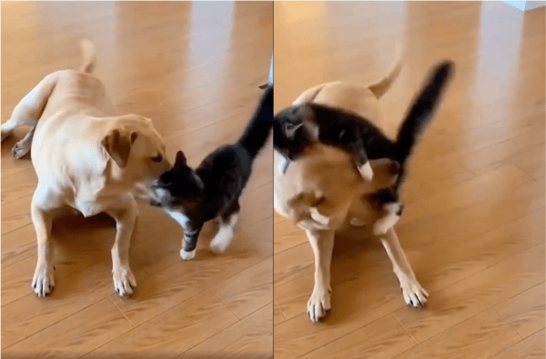 출처: Reddit / 장난을 멈추지 않는 강아지와 반격하는 고양이