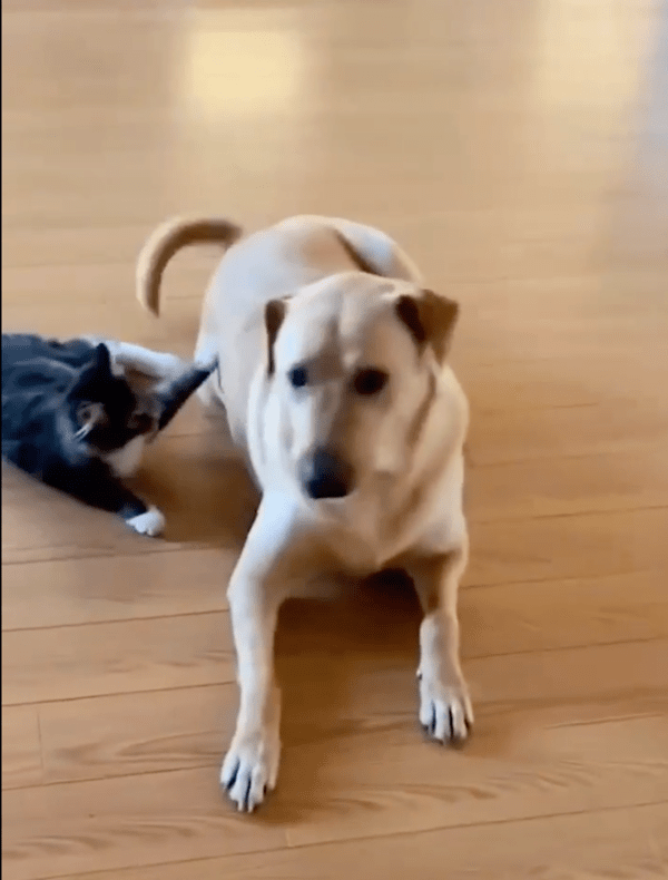 출처: Reddit / '패배는.. 고양이의 자존심이 허락하지 않아'