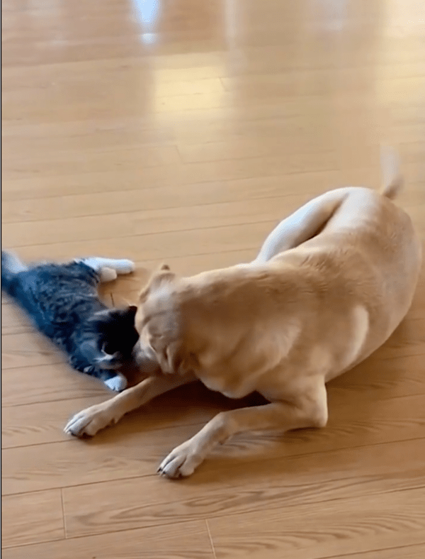 출처: Reddit / 먼저 화해의 신호를 보내는 강아지