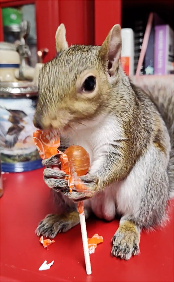 출처: Reddit / 손쉽게 까내는 다람쥐