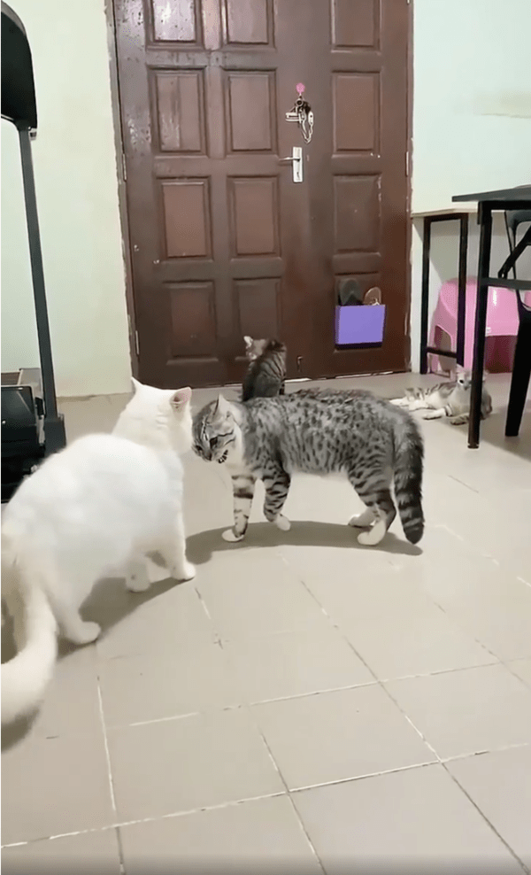 출처: Reddit / 흰 고양이 위협하는 줄무늬 고양이