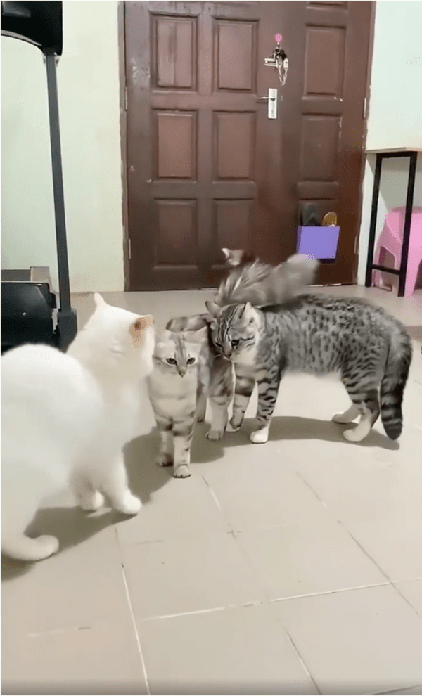 출처: Reddit / 친구들의 싸움을 중재하려 나타난 고양이