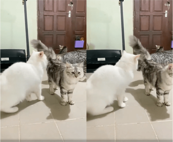 출처: Reddit / "싸우지마 얘들아."