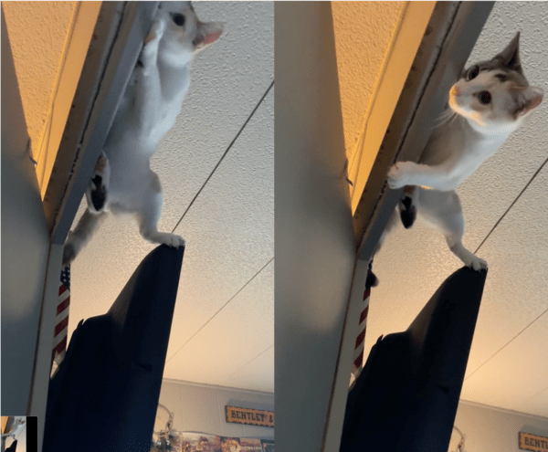 출처: Reddit / 천장에 매달린 고양이