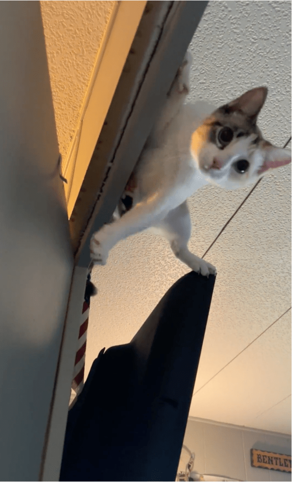 출처: Reddit / 내려 오라는 주인의 말에도, 매달려 있는 고양이