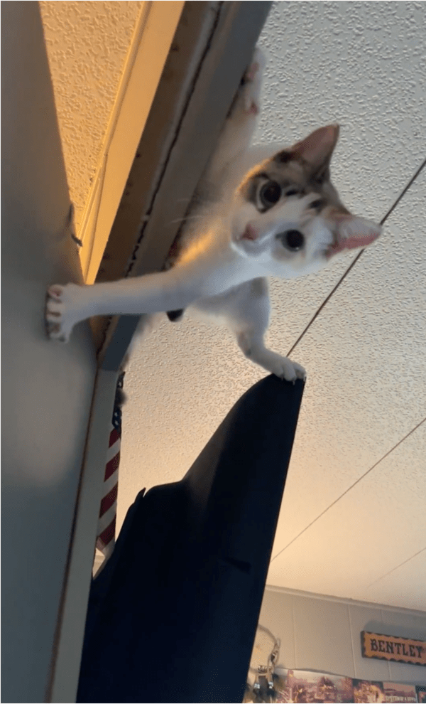 출처: Reddit / "어서 들어와" 문 잡아주는 고양이