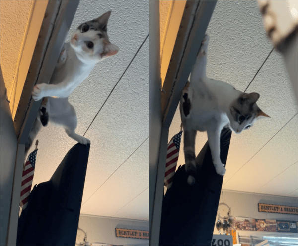 출처: Reddit / "나는 닌자 고양이다!"